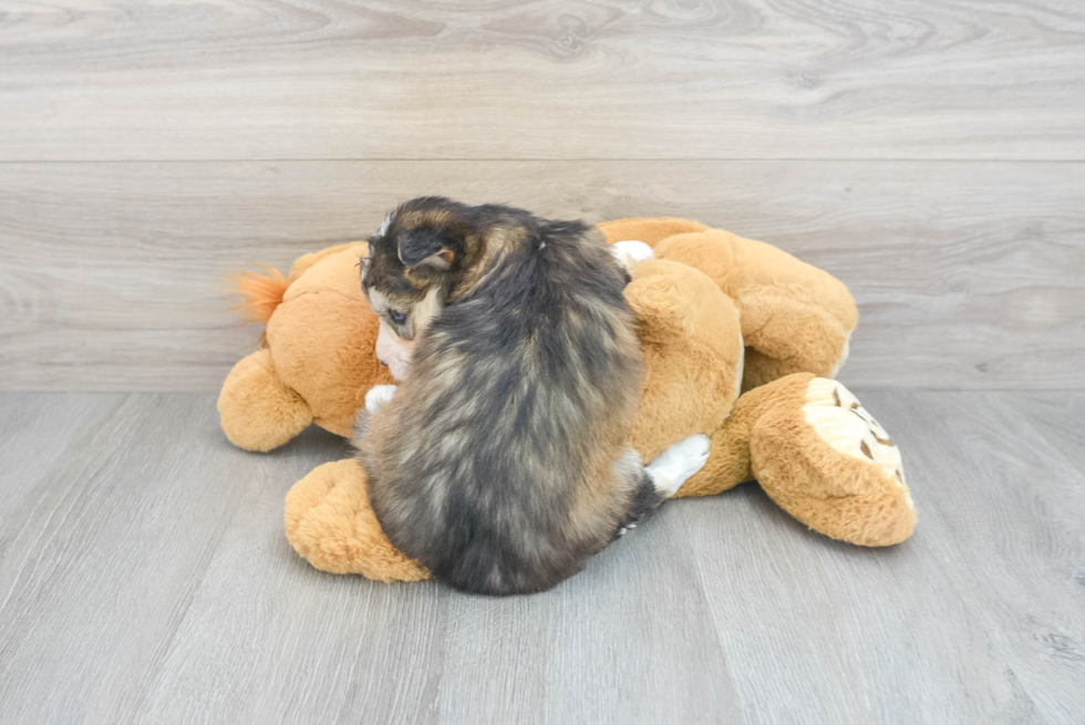 Best Mini Huskydoodle Baby