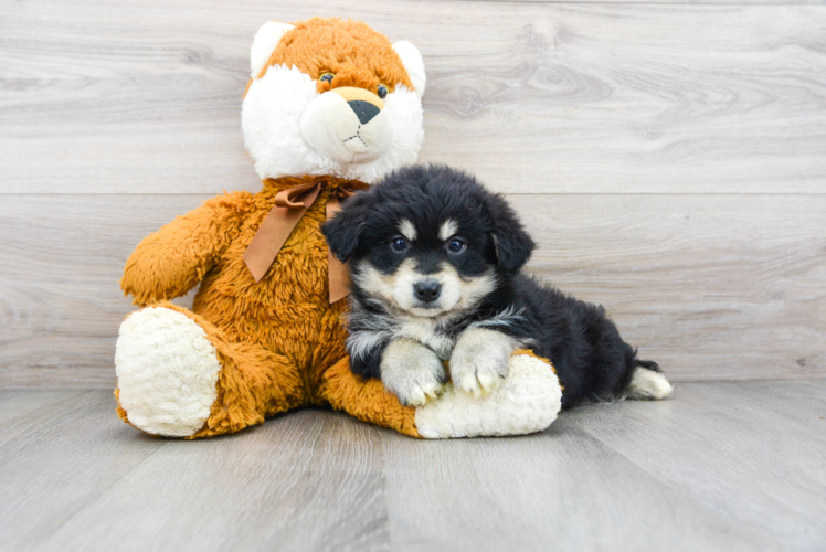 Cute Mini Huskydoodle Baby