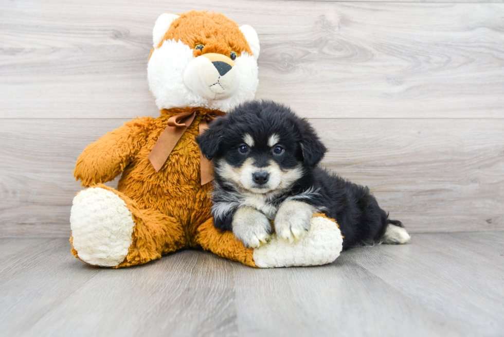 Cute Mini Huskydoodle Baby