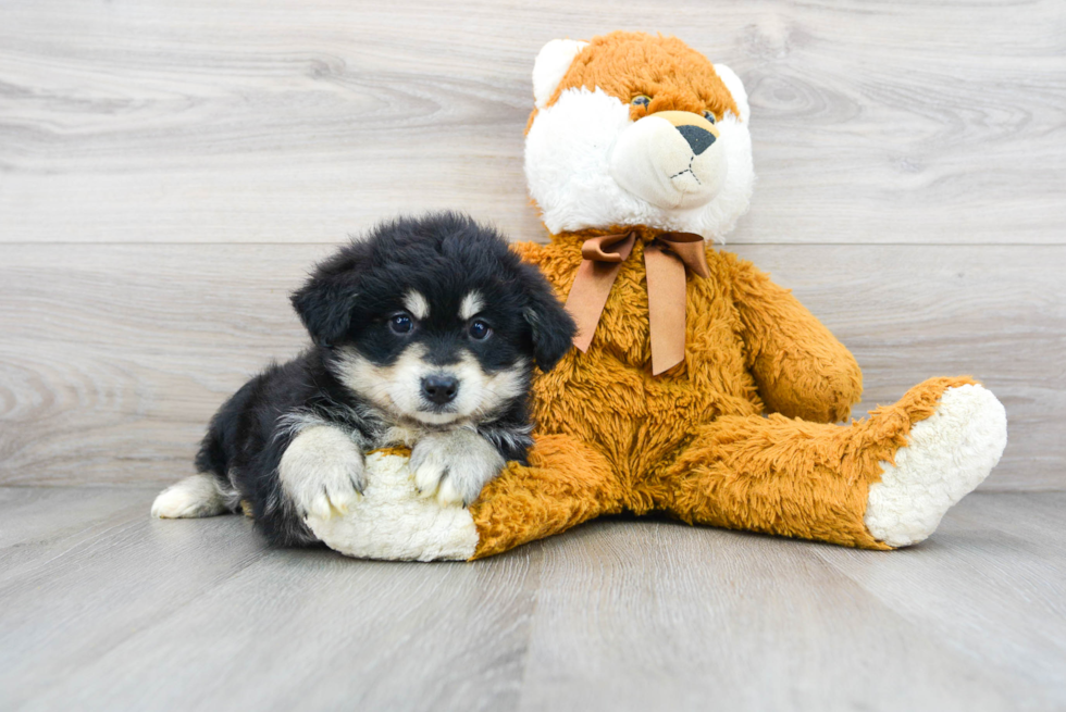 Cute Huskypoo Poodle Mix Puppy