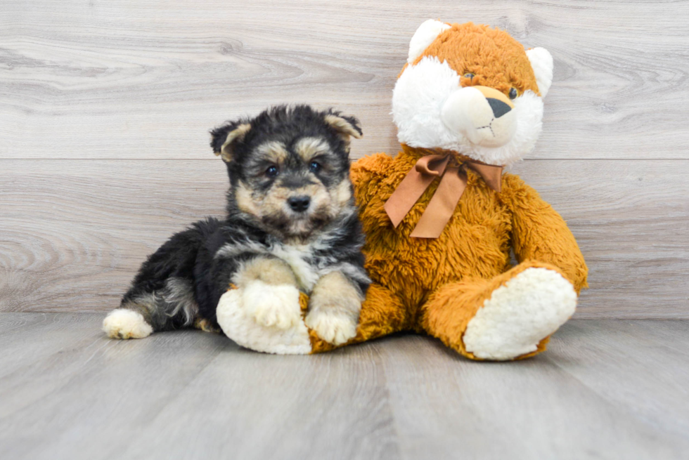 Mini Huskydoodle Puppy for Adoption