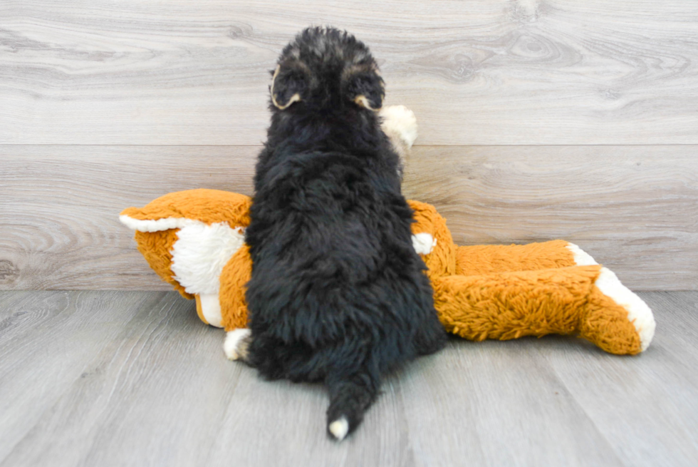 Best Mini Huskydoodle Baby