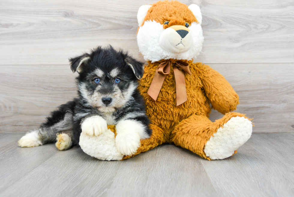 Cute Mini Huskydoodle Baby