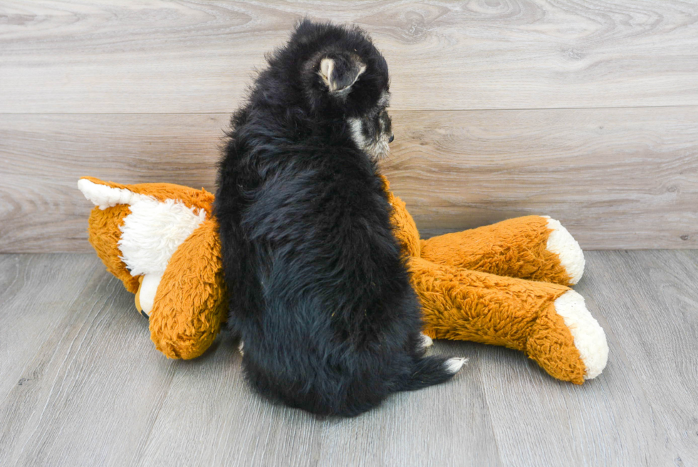 Best Mini Huskydoodle Baby