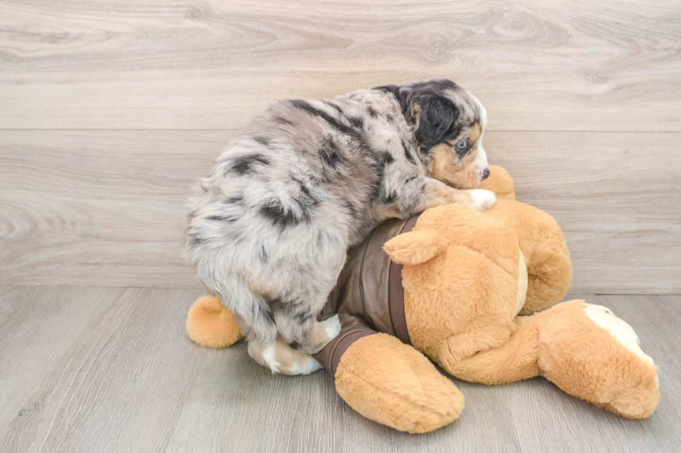 Best Mini Huskydoodle Baby