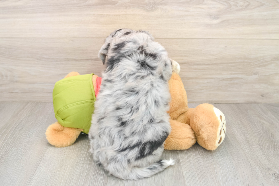 Mini Huskydoodle Pup Being Cute