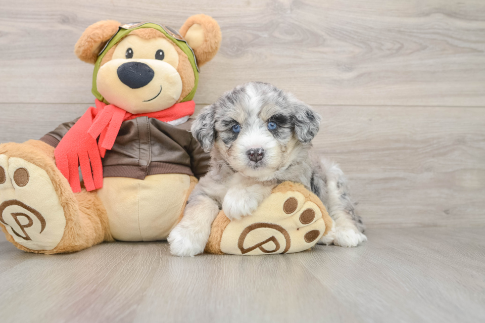 Cute Mini Huskydoodle Baby