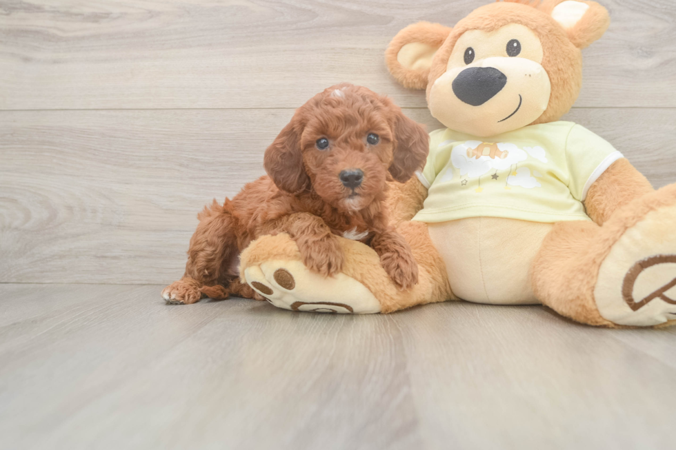 Mini Irish Doodle Puppy for Adoption