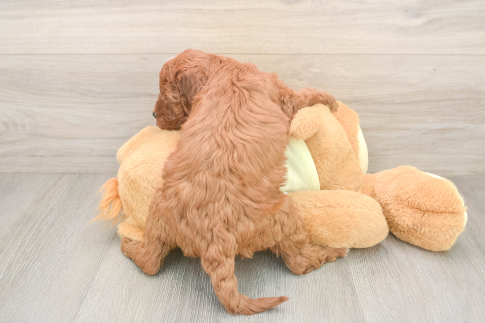 Mini Irish Doodle Pup Being Cute