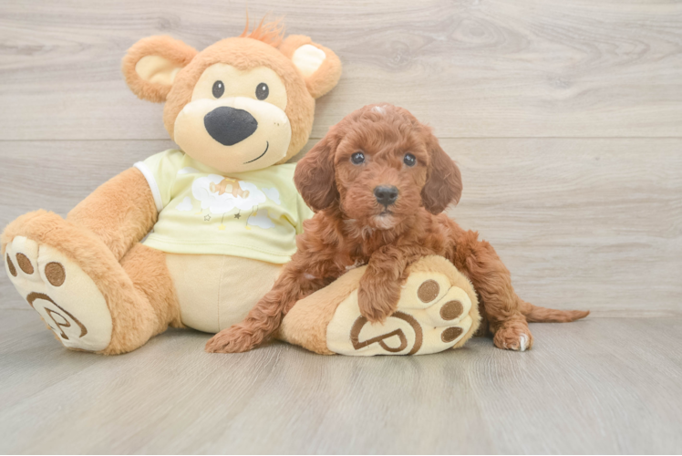 Cute Mini Irish Doodle Baby