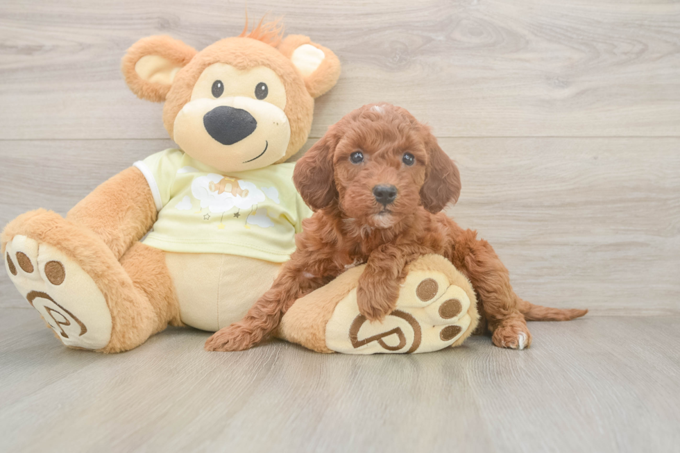 Cute Mini Irish Doodle Baby