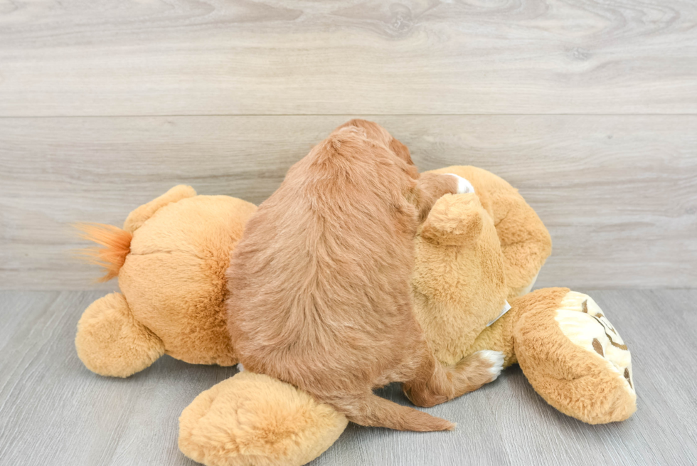 Little Mini Irishdoodle Poodle Mix Puppy