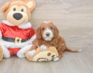 6 week old Mini Irish Doodle Puppy For Sale - Premier Pups