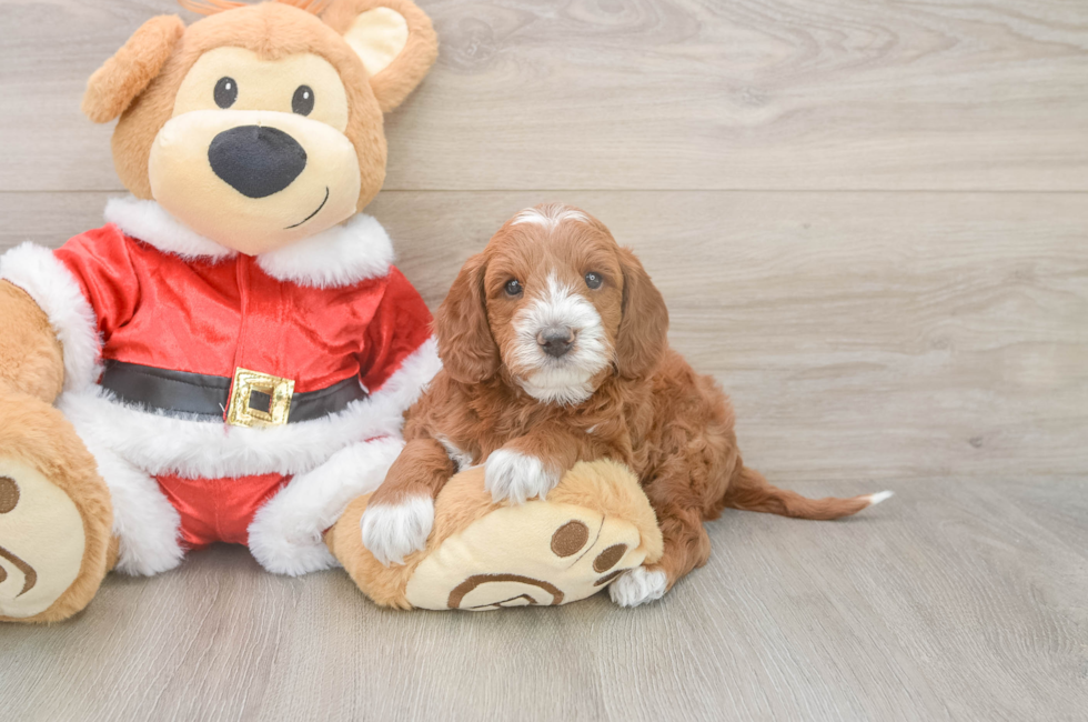 6 week old Mini Irish Doodle Puppy For Sale - Premier Pups