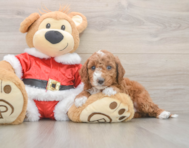 6 week old Mini Irish Doodle Puppy For Sale - Premier Pups