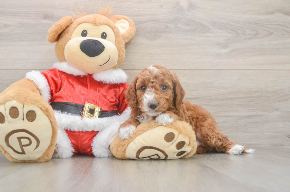 6 week old Mini Irish Doodle Puppy For Sale - Premier Pups