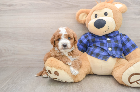 Mini Irish Doodle Pup Being Cute