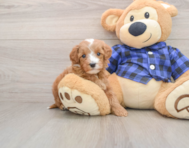 6 week old Mini Irish Doodle Puppy For Sale - Premier Pups