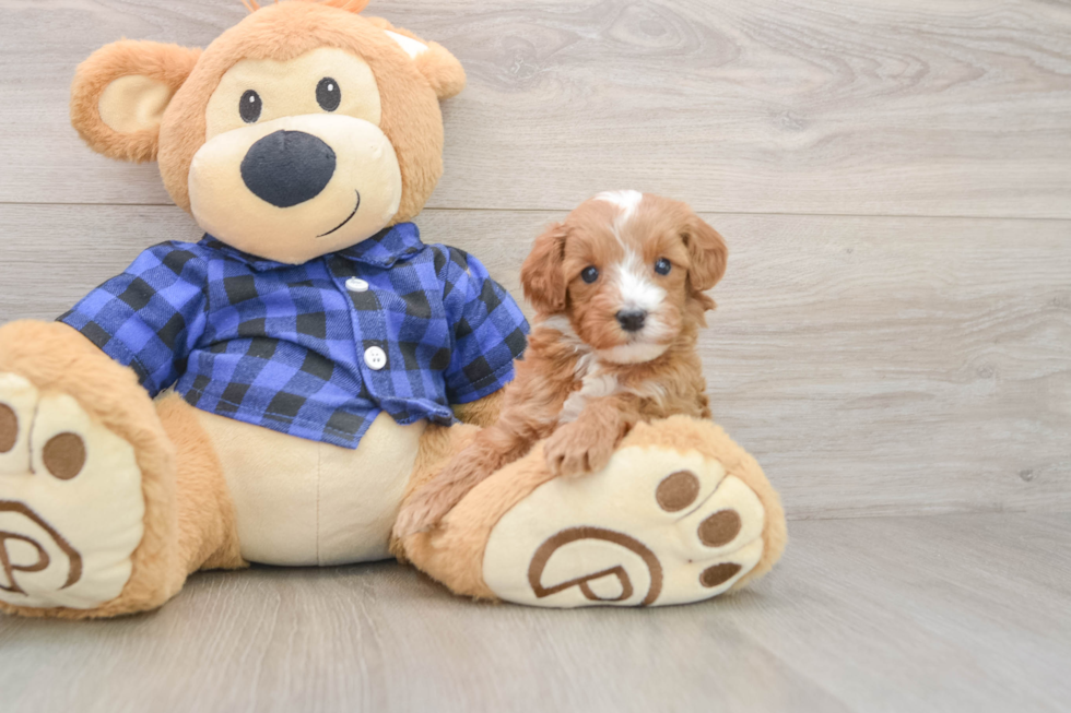 Best Mini Irish Doodle Baby