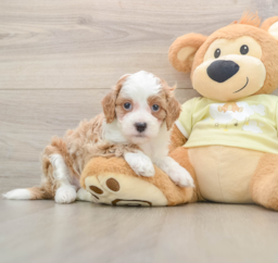7 week old Mini Irish Doodle Puppy For Sale - Premier Pups