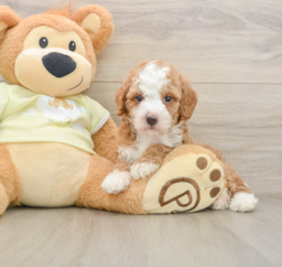 5 week old Mini Irish Doodle Puppy For Sale - Premier Pups
