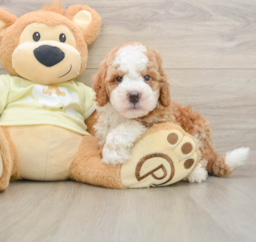 5 week old Mini Irish Doodle Puppy For Sale - Premier Pups