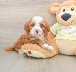 5 week old Mini Irish Doodle Puppy For Sale - Premier Pups