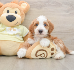 5 week old Mini Irish Doodle Puppy For Sale - Premier Pups