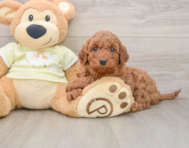 8 week old Mini Irish Doodle Puppy For Sale - Premier Pups