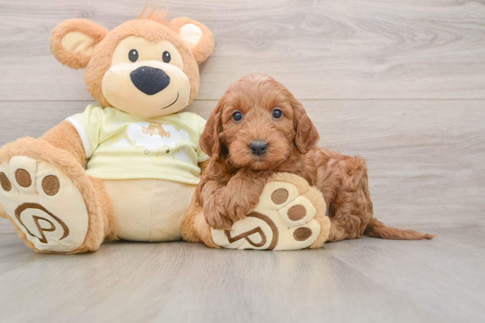 Mini Irish Doodle Pup Being Cute