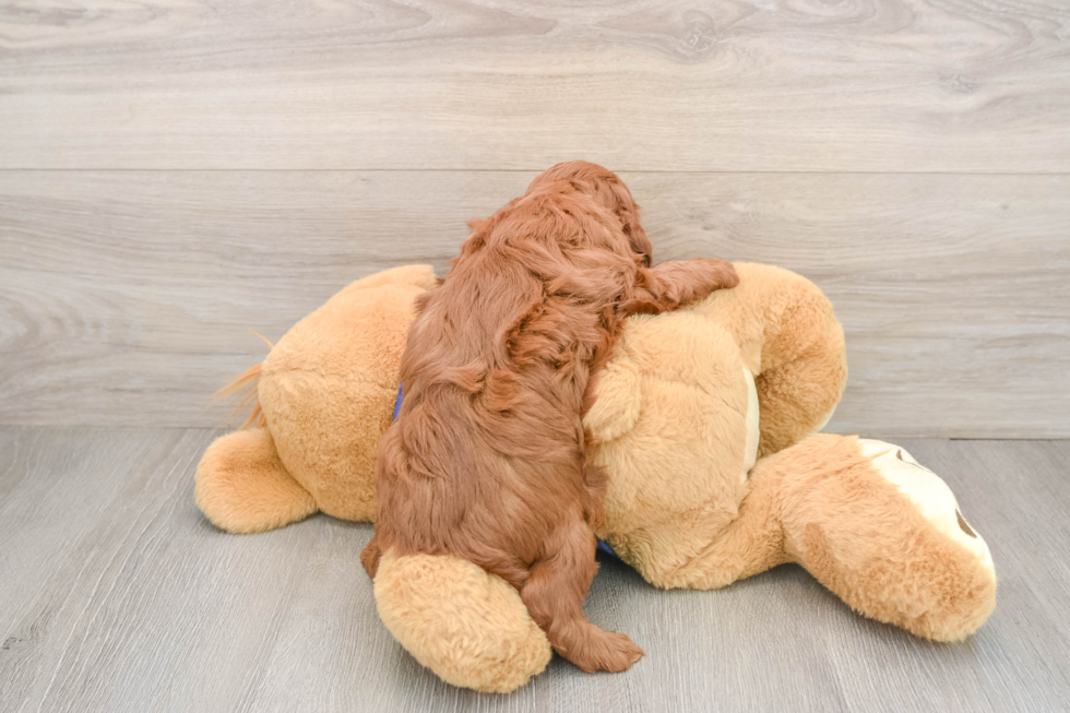 Mini Irish Doodle Puppy for Adoption