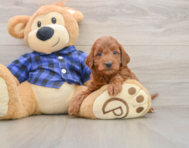 5 week old Mini Irish Doodle Puppy For Sale - Premier Pups