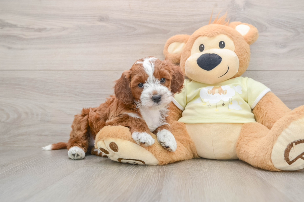 Popular Mini Irish Doodle Poodle Mix Pup