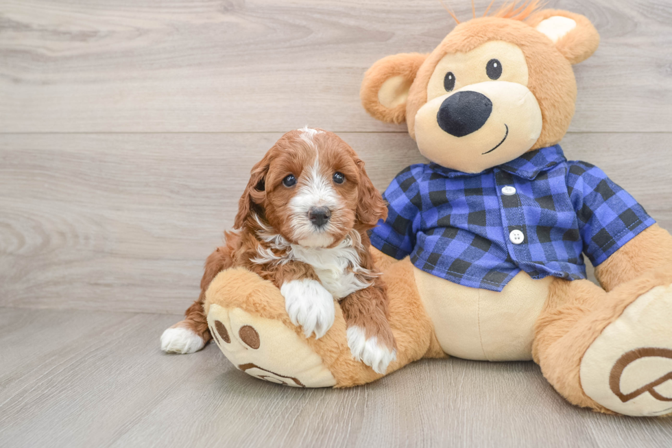Playful Mini Irishdoodle Poodle Mix Puppy