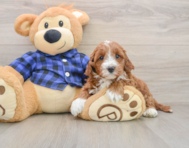 5 week old Mini Irish Doodle Puppy For Sale - Premier Pups