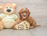 8 week old Mini Irish Doodle Puppy For Sale - Premier Pups