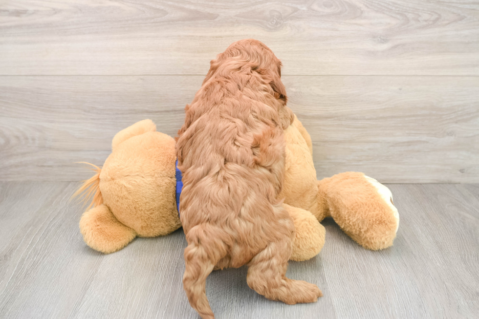 Mini Irish Doodle Puppy for Adoption