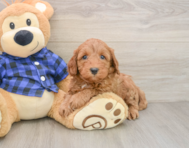 5 week old Mini Irish Doodle Puppy For Sale - Premier Pups