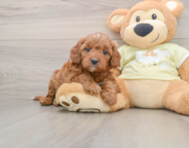 8 week old Mini Irish Doodle Puppy For Sale - Premier Pups