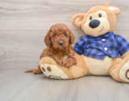 7 week old Mini Irish Doodle Puppy For Sale - Premier Pups