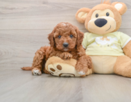 8 week old Mini Irish Doodle Puppy For Sale - Premier Pups
