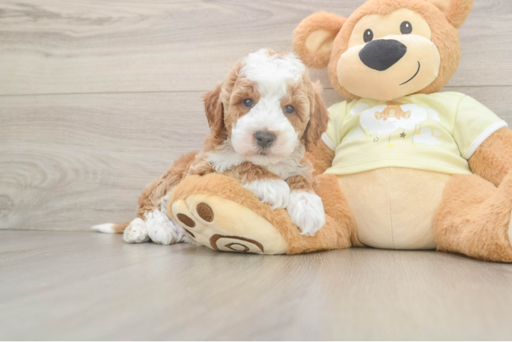 Best Mini Irish Doodle Baby