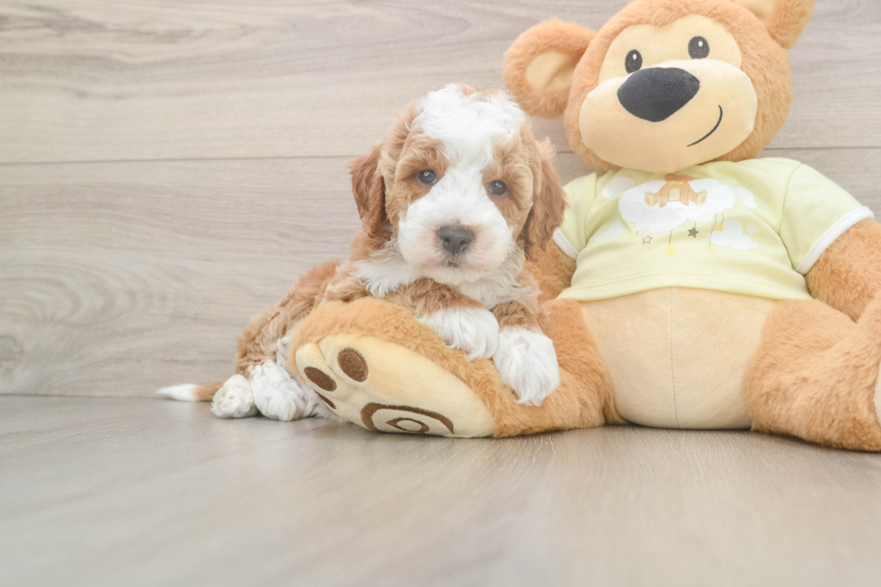 Best Mini Irish Doodle Baby