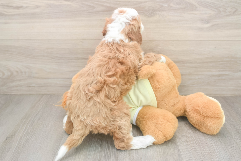 Petite Mini Irish Doodle Poodle Mix Pup