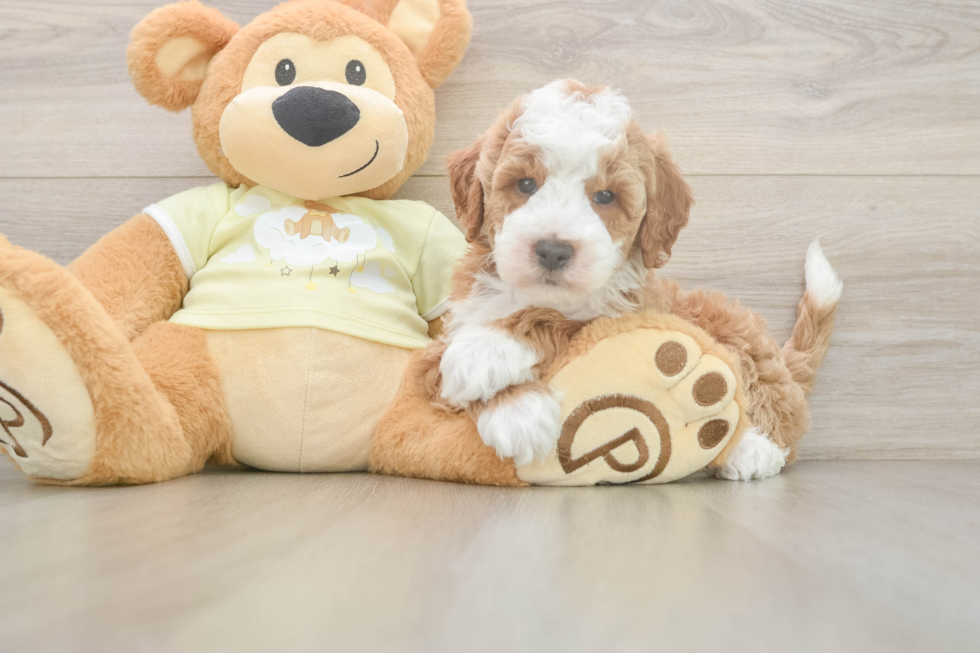 Best Mini Irish Doodle Baby