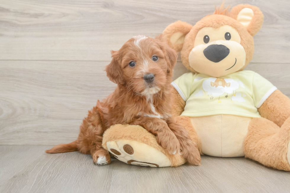 Best Mini Irish Doodle Baby