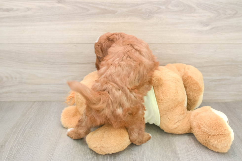 Funny Mini Irish Doodle Poodle Mix Pup