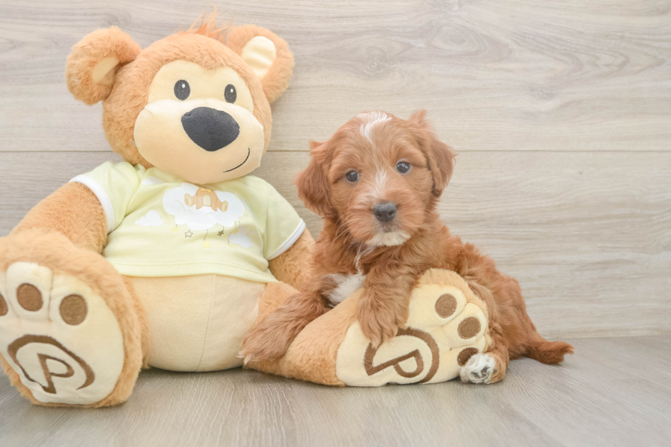 Popular Mini Irish Doodle Poodle Mix Pup