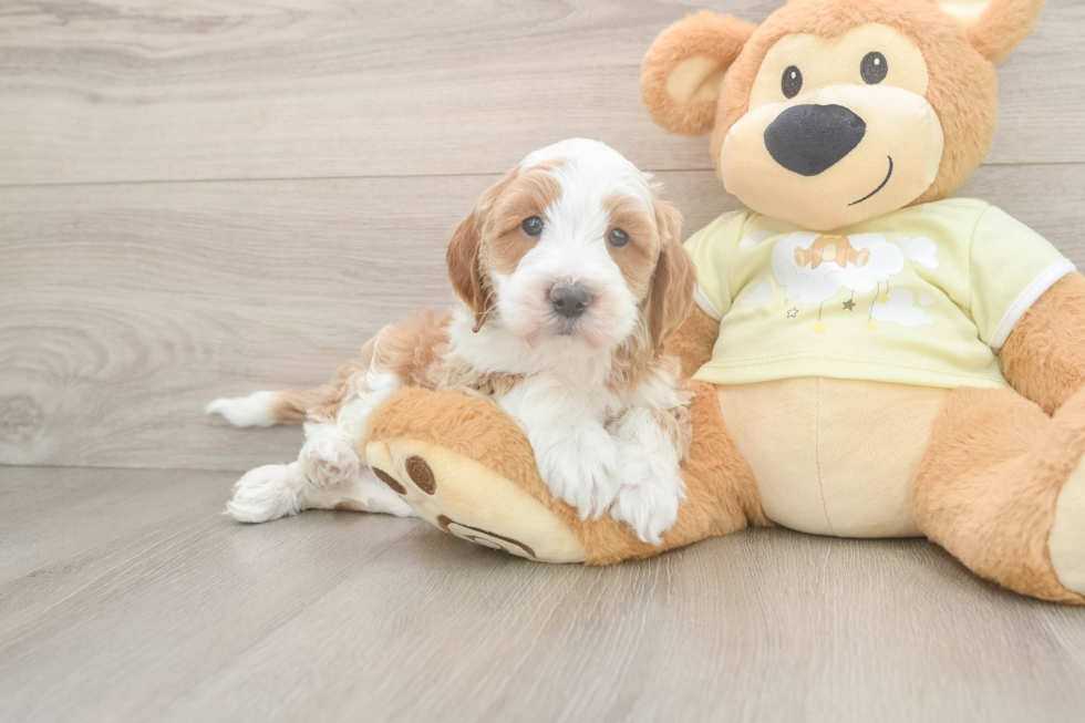 Adorable Mini Irishdoodle Poodle Mix Puppy
