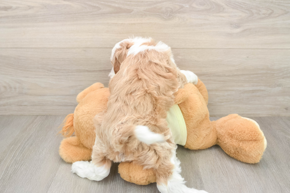 Little Irish Poodle Poodle Mix Puppy